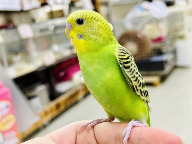 セキセイインコ