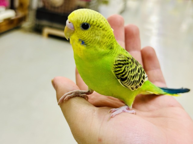 セキセイインコ