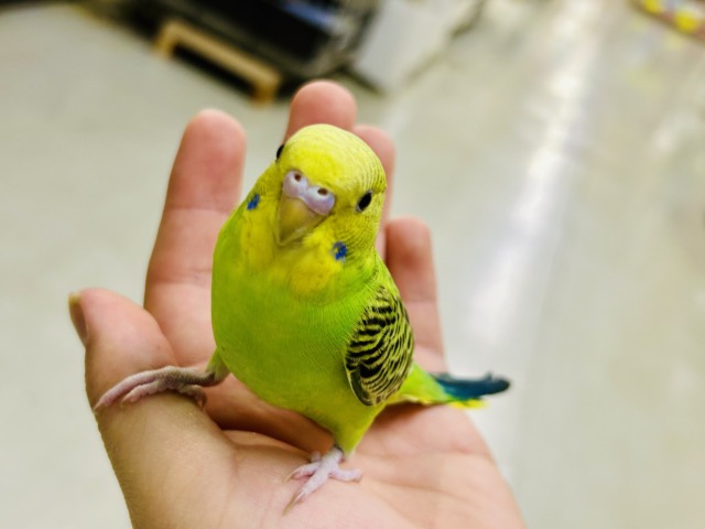 セキセイインコ
