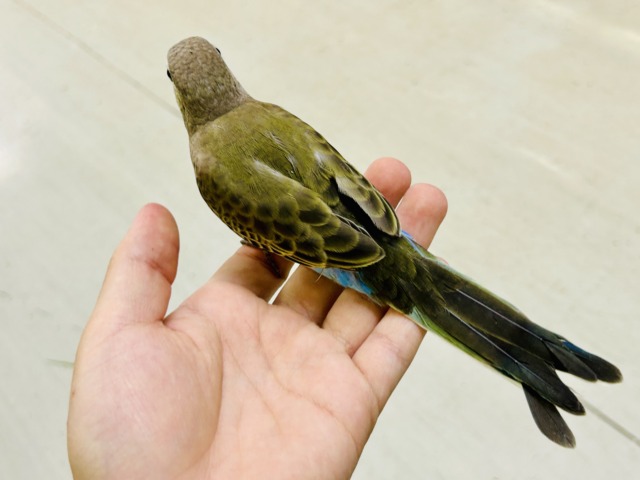 アキクサインコ（秋草インコ）