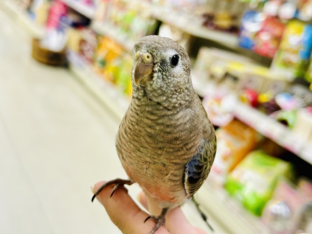 アキクサインコ（秋草インコ）