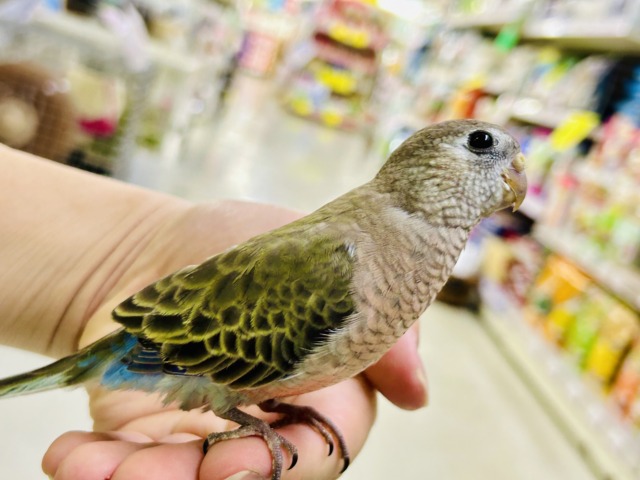 アキクサインコ（秋草インコ）