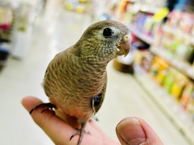 アキクサインコ（秋草インコ）