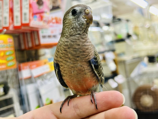 アキクサインコ（秋草インコ）