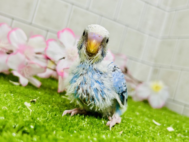 セキセイインコ