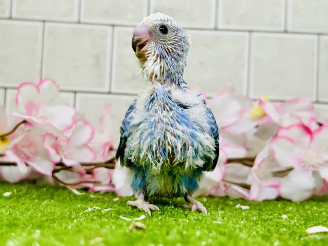 セキセイインコ