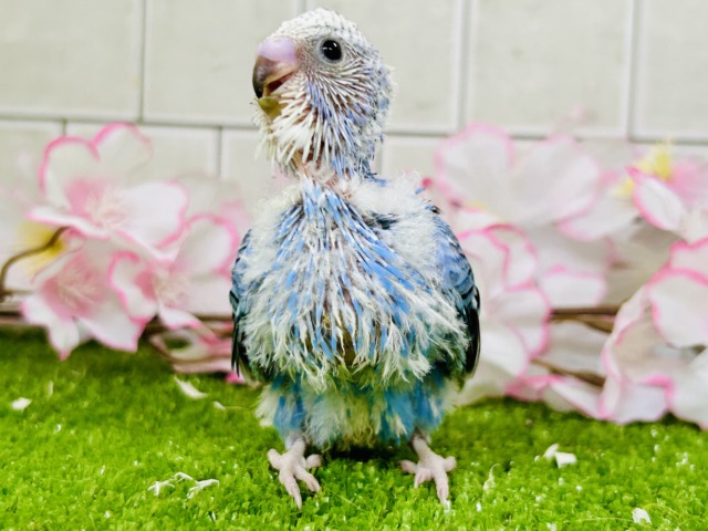 セキセイインコ