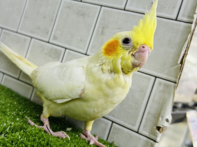 オカメインコ