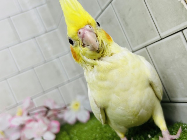 オカメインコ