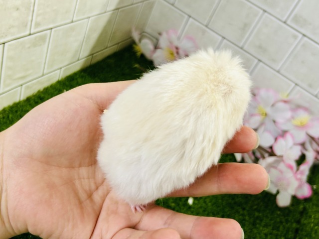 ゴールデンハムスター