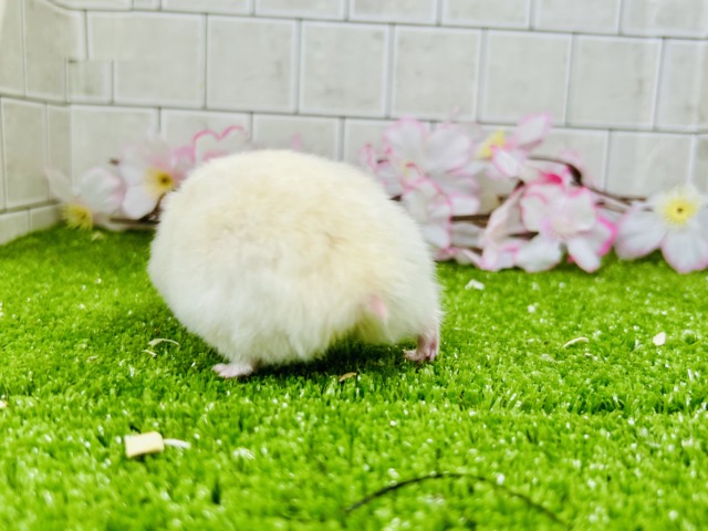 ゴールデンハムスター