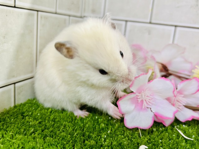 ゴールデンハムスター