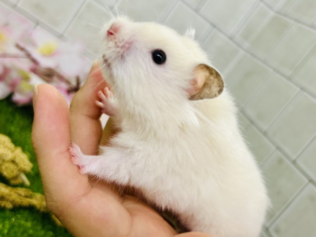 ゴールデンハムスター