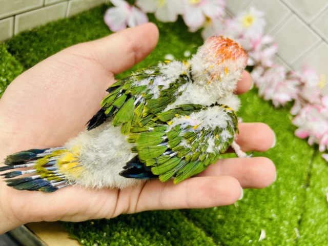 コガネメキシコインコ