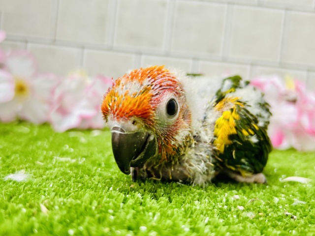 コガネメキシコインコ