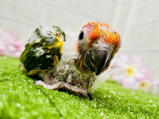 コガネメキシコインコ