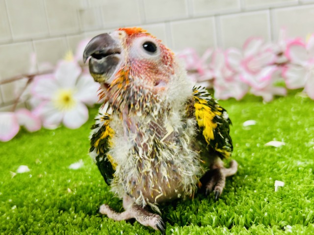 コガネメキシコインコ