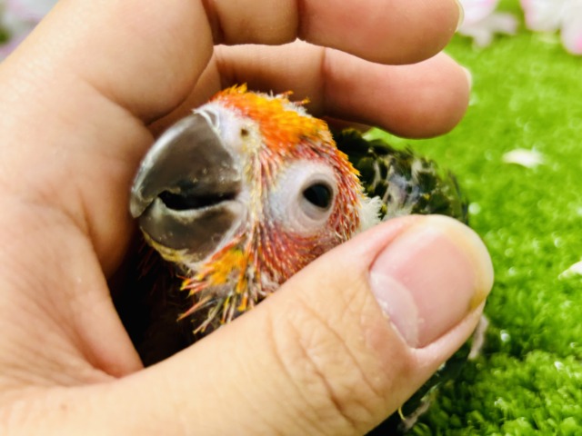 コガネメキシコインコ