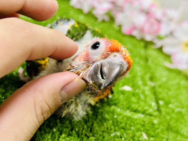コガネメキシコインコ