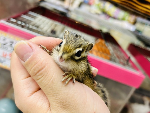 シマリス（ノーマル）