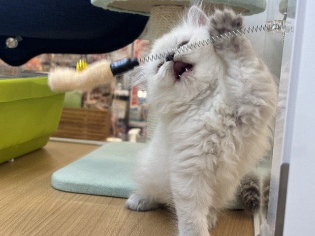 ネヴァマスカレード