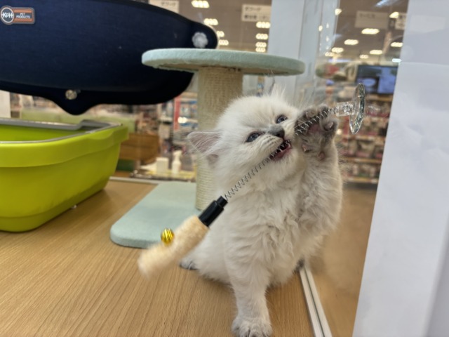 ネヴァマスカレード