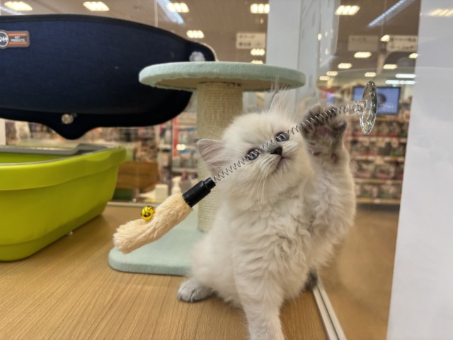 ネヴァマスカレード