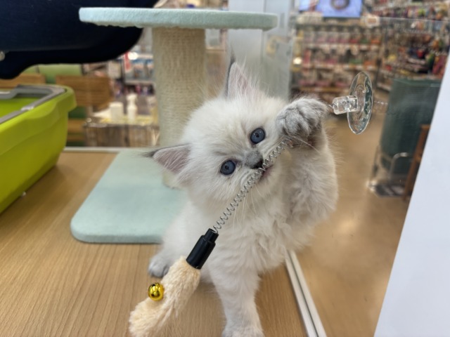 ネヴァマスカレード