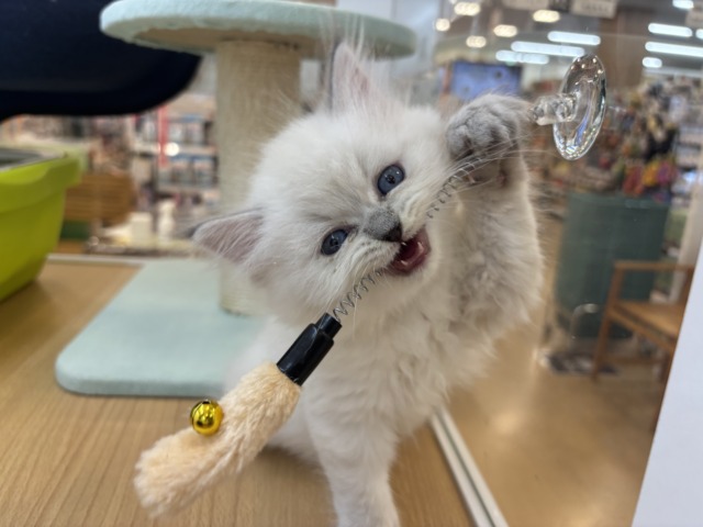 ネヴァマスカレード