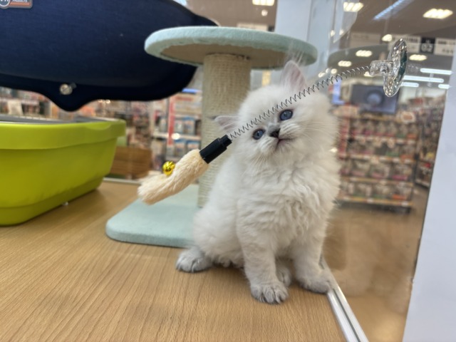 ネヴァマスカレード