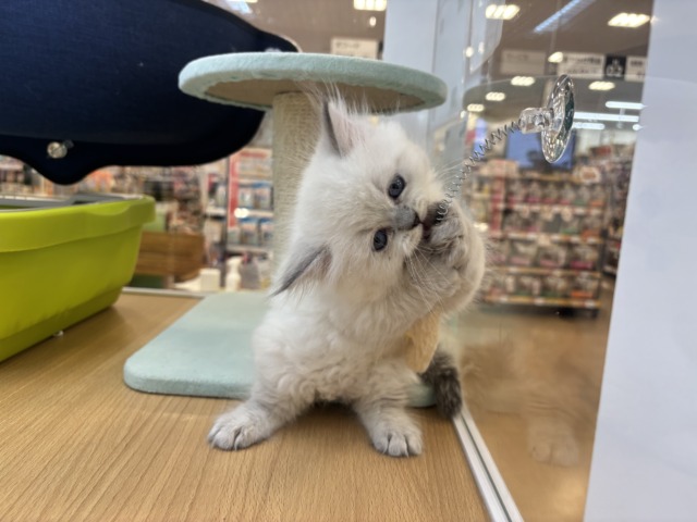 ネヴァマスカレード