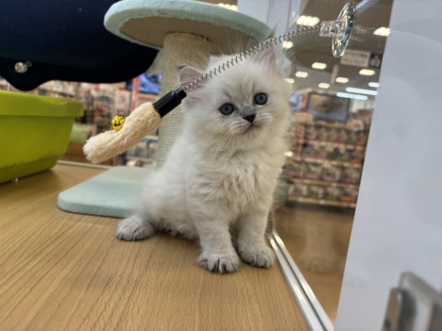 ネヴァマスカレード