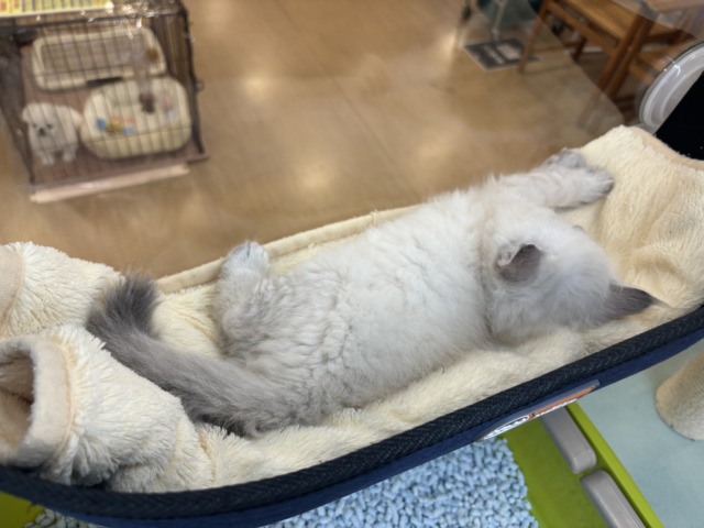 ネヴァマスカレード