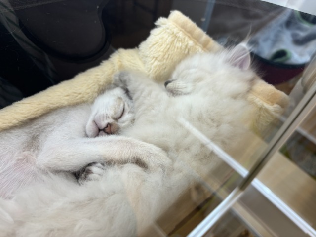 ネヴァマスカレード