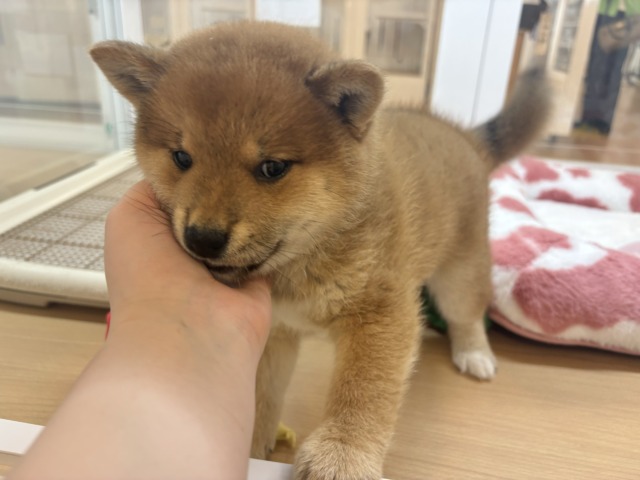 柴犬