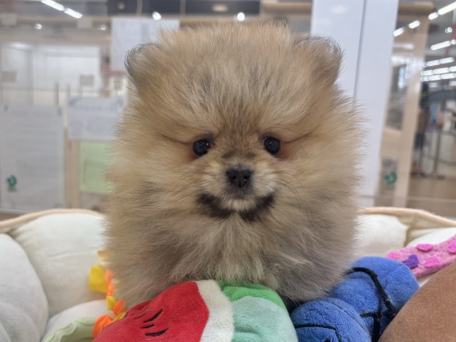 ポメラニアン