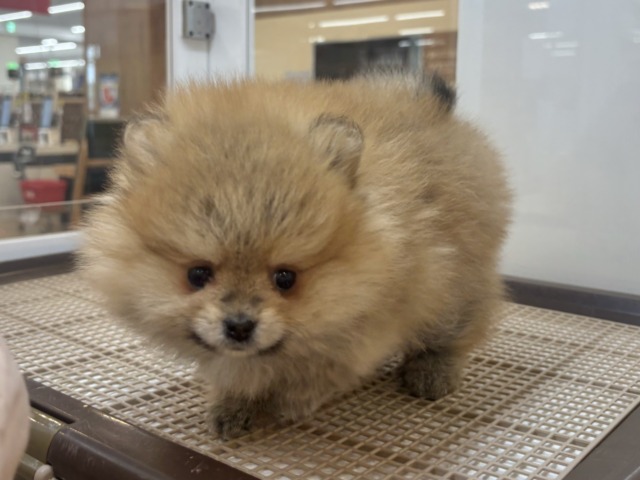 ポメラニアン