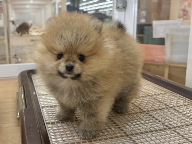 ポメラニアン