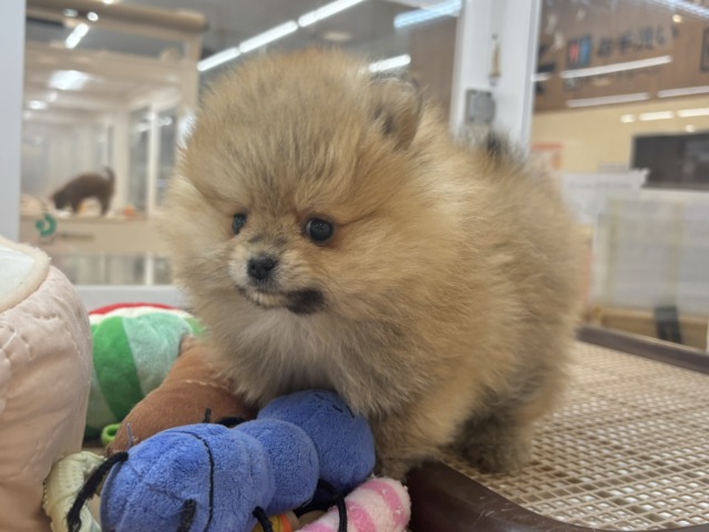 ポメラニアン