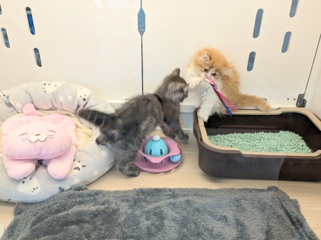 フォールデックス