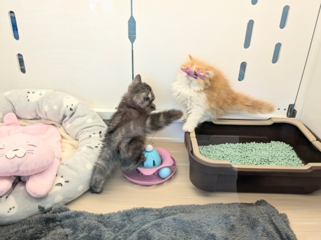 フォールデックス