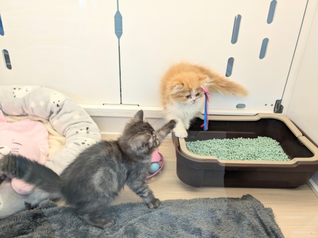 フォールデックス