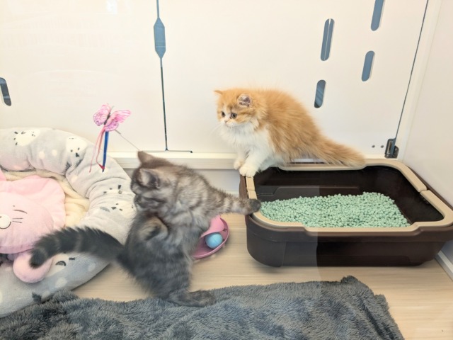 フォールデックス