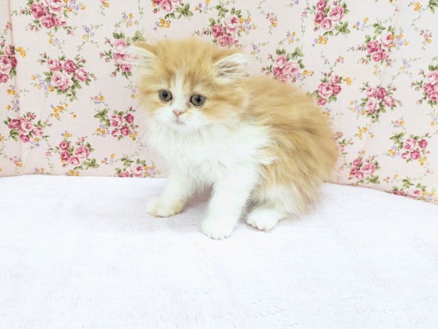 フォールデックス