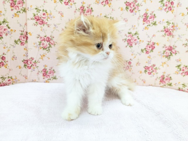 フォールデックス