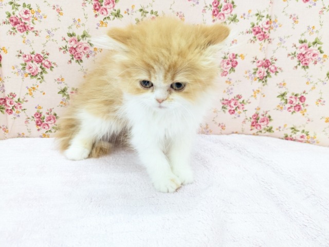 フォールデックス