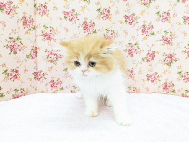 フォールデックス