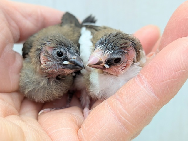 十姉妹（ジュウシマツ）