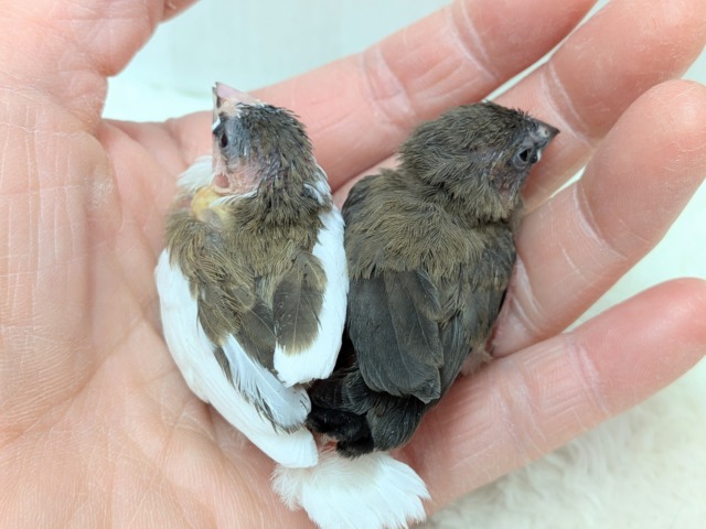 十姉妹（ジュウシマツ）