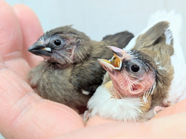 十姉妹（ジュウシマツ）